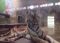 TopRq.com search results: Thin famished tiger, Tianjin Zoo, Nankai District, Tianjin, China