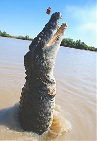 Fauna & Flora: brutus, the giant crocodile