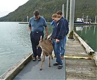 Fauna & Flora: whale watchers found deers in the sea