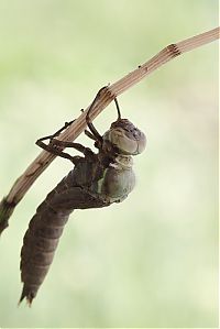 TopRq.com search results: birth of a dragonfly