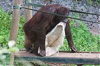 Fauna & Flora: orangutan wears sack clothes