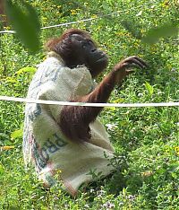 Fauna & Flora: orangutan wears sack clothes