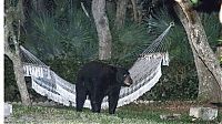Fauna & Flora: bear on the hammock