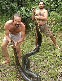 Fauna & Flora: giant anaconda snake