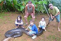 Fauna & Flora: giant anaconda snake
