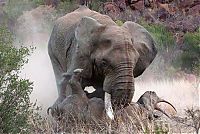 Fauna & Flora: black rhinoceros against a furious elephant