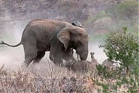 TopRq.com search results: black rhinoceros against a furious elephant