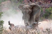 Fauna & Flora: black rhinoceros against a furious elephant