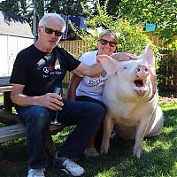 TopRq.com search results: grown-up pig pet