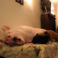 TopRq.com search results: grown-up pig pet