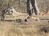 Fauna & Flora: leopard against an antelope