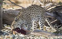 Fauna & Flora: leopard against an antelope