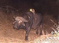 TopRq.com search results: Genet riding buffalos and rhinoceros, Hluhluwe–iMfolozi Park, Durban, Zululand, KwaZulu-Natal, South Africa