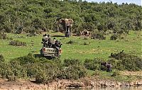 TopRq.com search results: Rescuing a baby elephant, Addo Elephant National Park, Port Elizabeth, South Africa