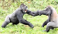 Fauna & Flora: Gorillas fight, Dartmoor Zoological Park, Devon, United Kingdom