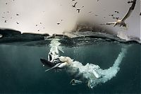 Fauna & Flora: Gannets diving for fish, Shetland Islands, Scotland, United Kingdom