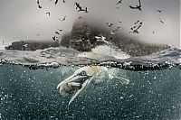 TopRq.com search results: Gannets diving for fish, Shetland Islands, Scotland, United Kingdom