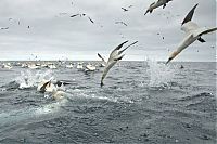 Fauna & Flora: Gannets diving for fish, Shetland Islands, Scotland, United Kingdom