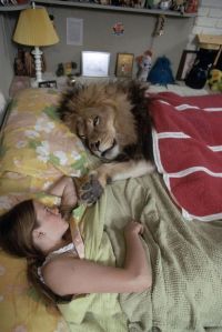 Fauna & Flora: lion pet