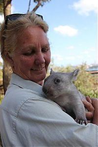 TopRq.com search results: Wombat orphan finds a new family, Taronga Zoo, Sydney, New South Wales, Australia