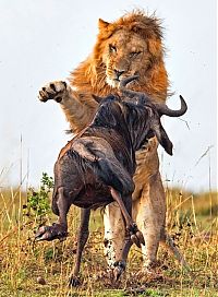 Fauna & Flora: lion against a wildebeast