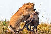 Fauna & Flora: lion against a wildebeast
