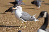 Fauna & Flora: seagulls kill a pigeon