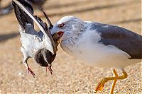 Fauna & Flora: seagulls kill a pigeon