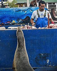 Fauna & Flora: sea lion waiting for a fresh fish
