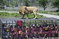 TopRq.com search results: Lion Safari Zoo park, Rancagua, Maipú, Santiago Province, Chile