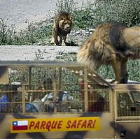 Fauna & Flora: Lion Safari Zoo park, Rancagua, Maipú, Santiago Province, Chile