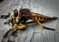Fauna & Flora: asilidae, assassin robber fly
