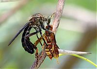 Fauna & Flora: asilidae, assassin robber fly