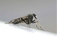 TopRq.com search results: asilidae, assassin robber fly