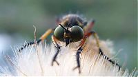 TopRq.com search results: asilidae, assassin robber fly
