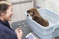 TopRq.com search results: otter learning to swim