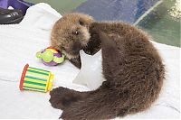 Fauna & Flora: otter learning to swim