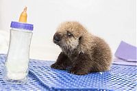 TopRq.com search results: otter learning to swim