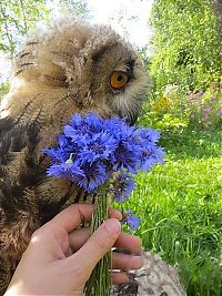 TopRq.com search results: owl with a blue flower