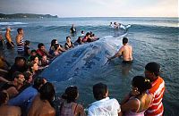 TopRq.com search results: Saving a whale, Cetacean stranding, Popoyo Beach, Tola municipality, Rivas Department, Nicaragua