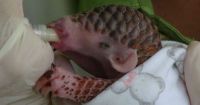 TopRq.com search results: newborn baby pangolin