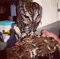Fauna & Flora: Blind owl with stars in eyes, Wildlife Learning Centre, Sylmar, California