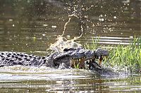 Fauna & Flora: turtle escapes from a crocodile