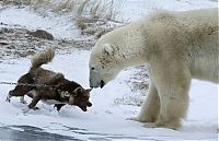 TopRq.com search results: dog against a polar bear