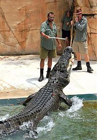 TopRq.com search results: Cage of Death, Crocosaurus Cove Park, Darwin City, Australia