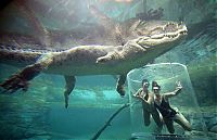 TopRq.com search results: Cage of Death, Crocosaurus Cove Park, Darwin City, Australia