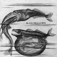 Fauna & Flora: chiasmodon niger, black swallower deep sea fish