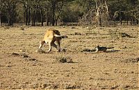 TopRq.com search results: jackal teases a male lion