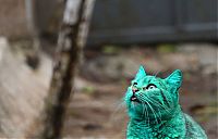 TopRq.com search results: Green stray cat, Varna, Bulgaria