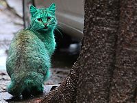 Fauna & Flora: Green stray cat, Varna, Bulgaria